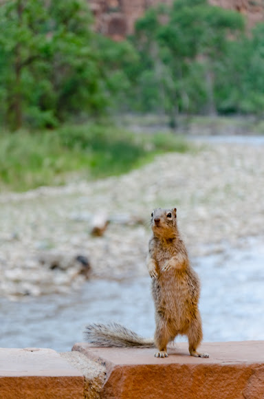 Spotting Image 1