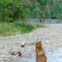 Rock squirrel