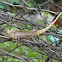 Oriental garden lizard