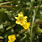 Ranunculus peduncularis