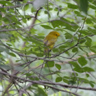 Yellow Warbler