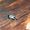 Pleasing Fungus Beetle