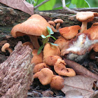 Mushrooms