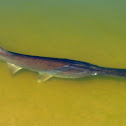American Paddlefish