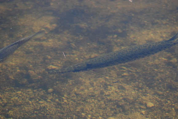 Spotting Image 1
