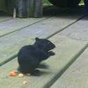 Black Chipmunk