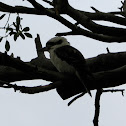 Laughing Kookaburra