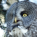 Great Grey Owl