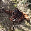 Orang-Utan