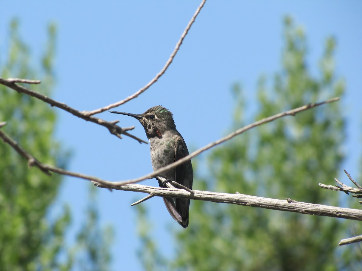 Anna's Hummingbird