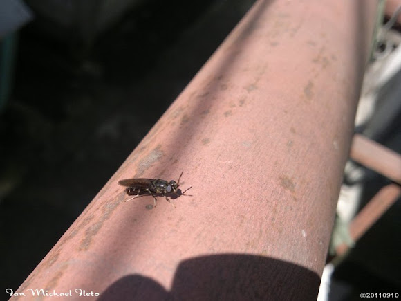 Spotting Image 1