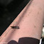 black soldier fly