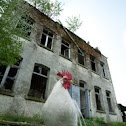 Rooster