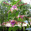 Dendrobium Milo