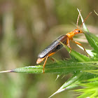Soldier Beetle