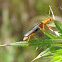 Soldier Beetle
