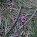 Grass Triggerplant