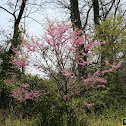 Dogwood