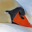 Mute swan
