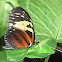 Tiger Longwing Butterfly