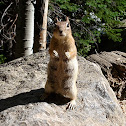 Golden-Mantled Ground Squirrel