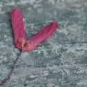 maple seed pods