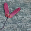 maple seed pods