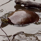 Painted Turtle