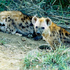 Spotted Hyena