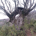 Chaparro de la palomera de Rienda