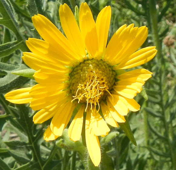 Spotting Image 1