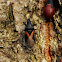 Ground Bug
