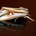 Moth