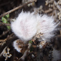 Agallas. Gall