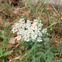 Wild carrot