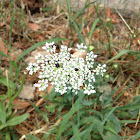 Wild carrot
