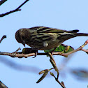 Pine Siskin