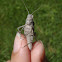 Flying Grasshopper