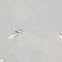 Whirligig Beetle