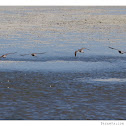 Lesser Yellowlegs