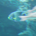 Queen Angelfish