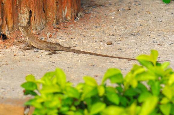 Spotting Image 1