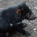Tasmanian devil