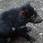Tasmanian devil