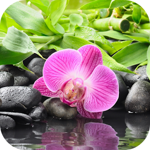 Orchid Flower Live Wallpaper.apk 1.0