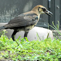 Boat-tailed Grackle Male (immature)