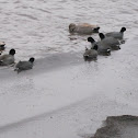 American Coot
