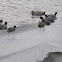 American Coot