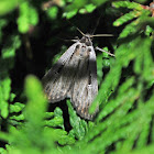 Alfalfa Looper