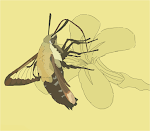 Hummingbird Moth Sketch